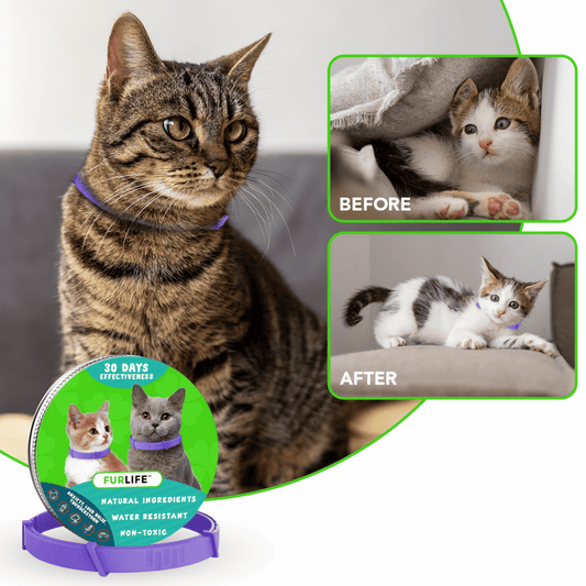 Chewy Nuzzly - Natural Pheromone Calming Collar for Cats