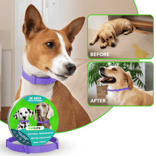 Chewy Nuzzly - Natural Pheromone Calming Collar for Cats