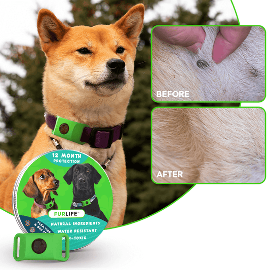 Chewy Nuzzly - 12 Months All Natural Flea and Tick Tags for Dogs